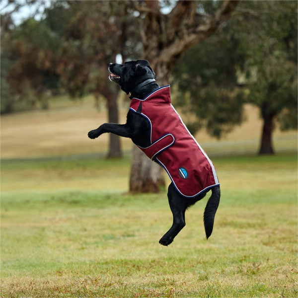 2025 Weatherbeeta Comfitec Premier Deluxe Waterproof Dog Coat 1028800 - Burgundy